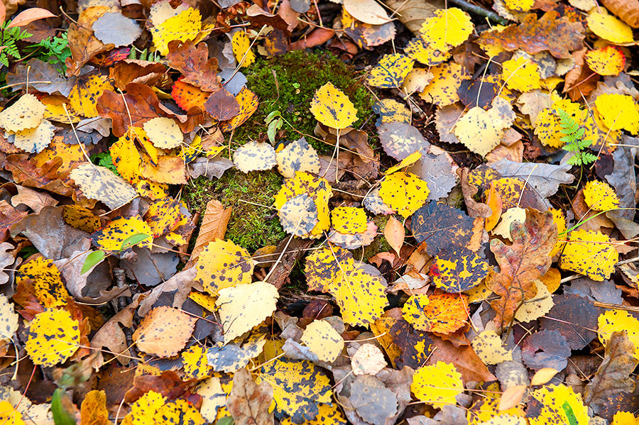 Leaves Evereywhere