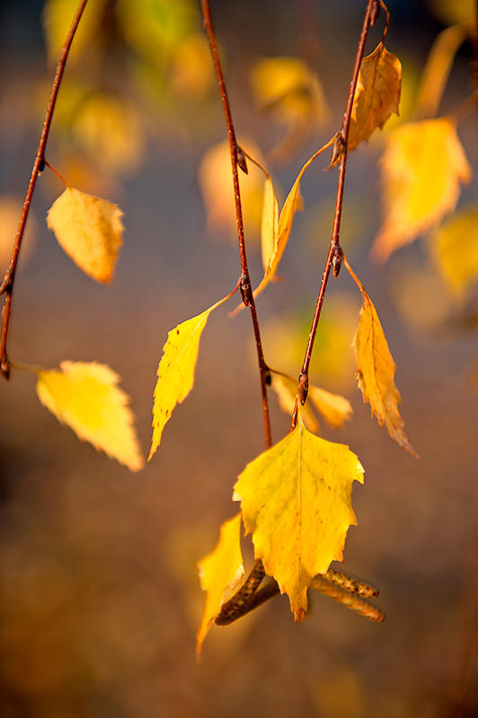 Trendy Color For Autumn