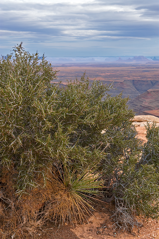 Muley Point Overlook