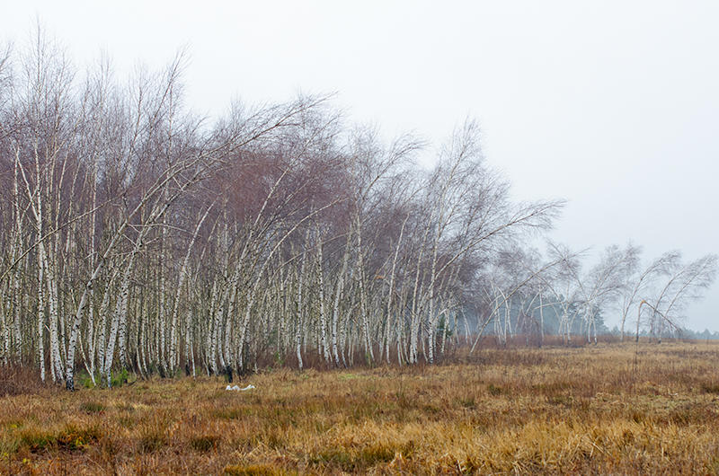 The Bent Birches