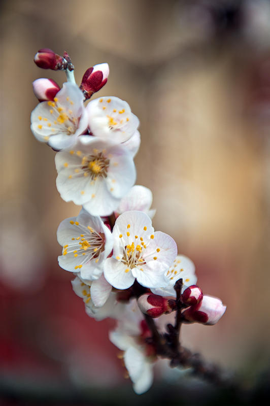 Spring Blossom