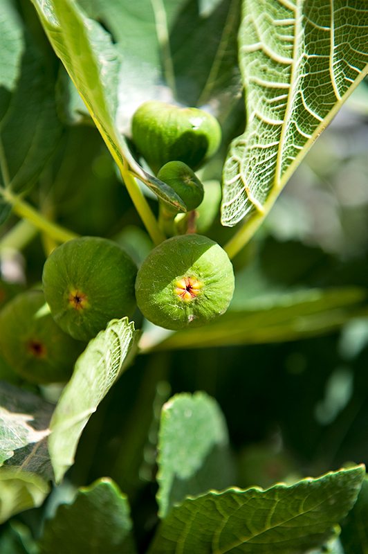 Figs In Dolat Abad Garden