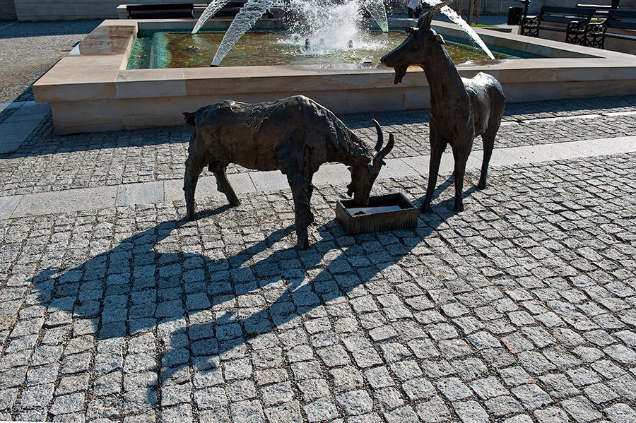 Goats And Their Shadows