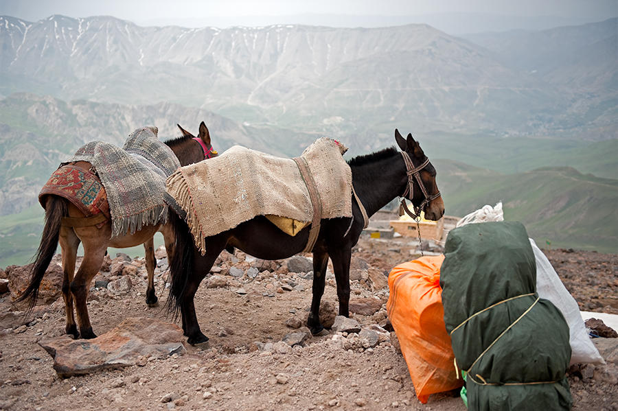 Mules Saddled For The Riders