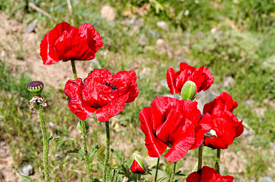 Mt. Damavand Poppies