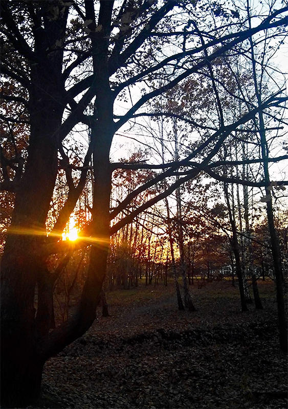Sun Rays