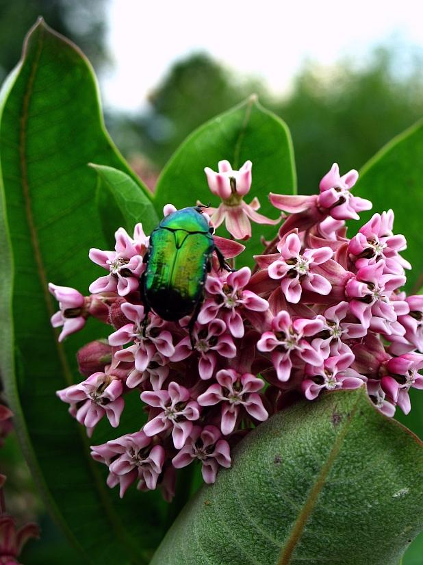 Sweets for a beetle