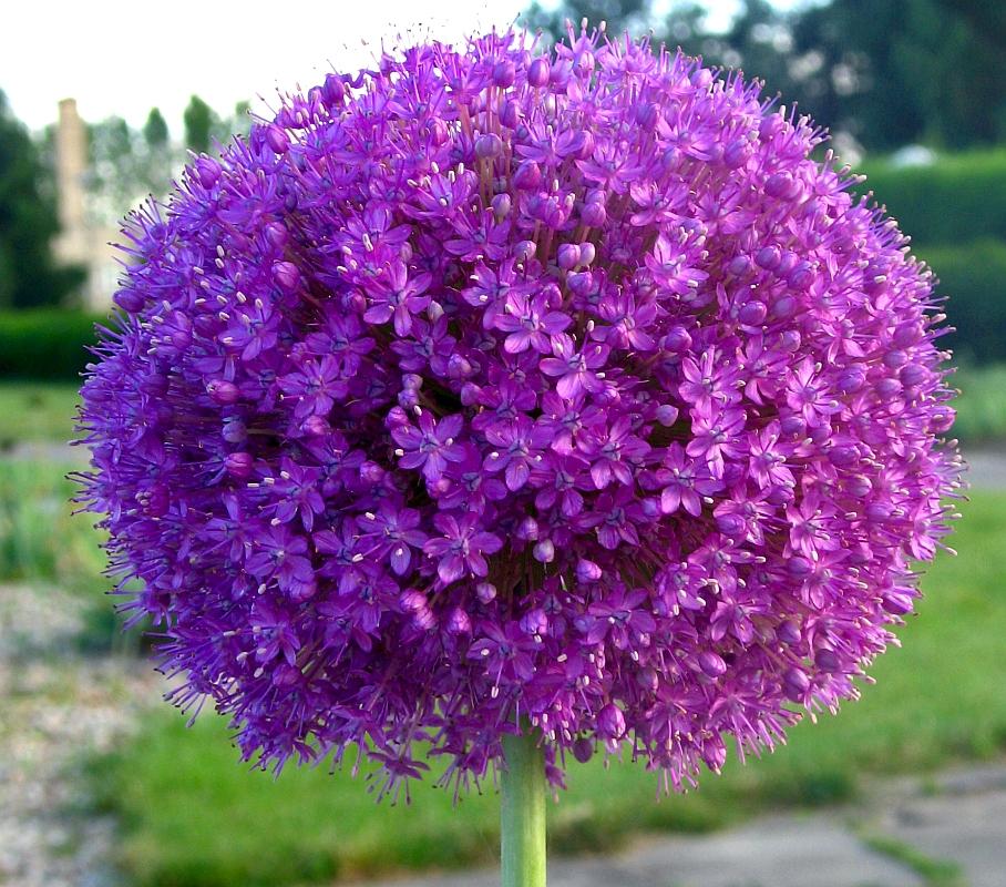 Purple Ball