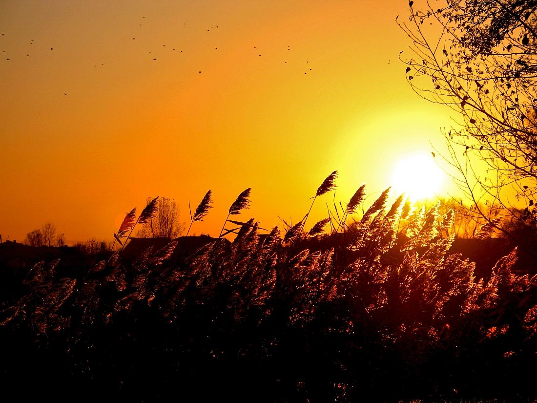 High Grass In Glow