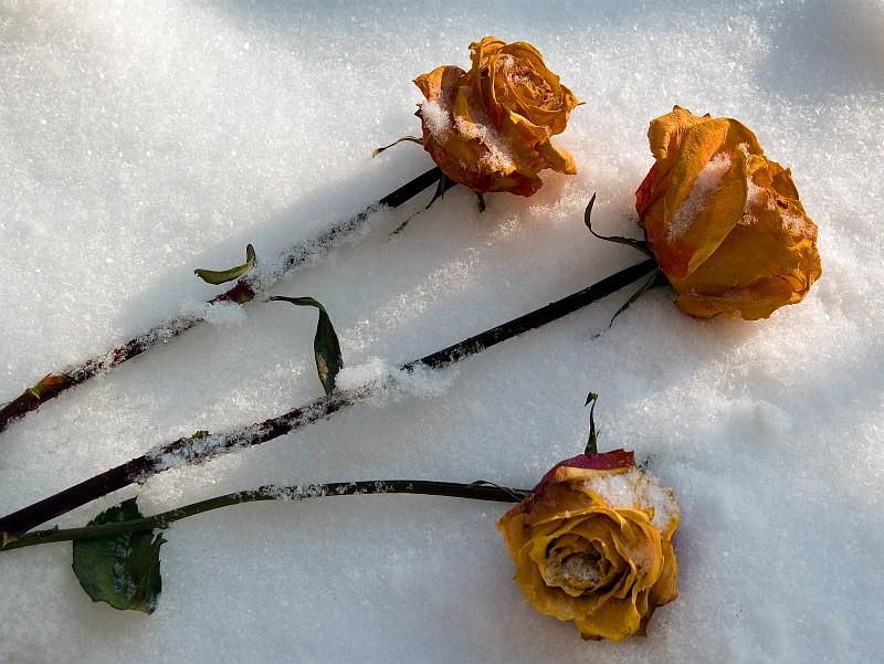 When The Snow Is On The Roses