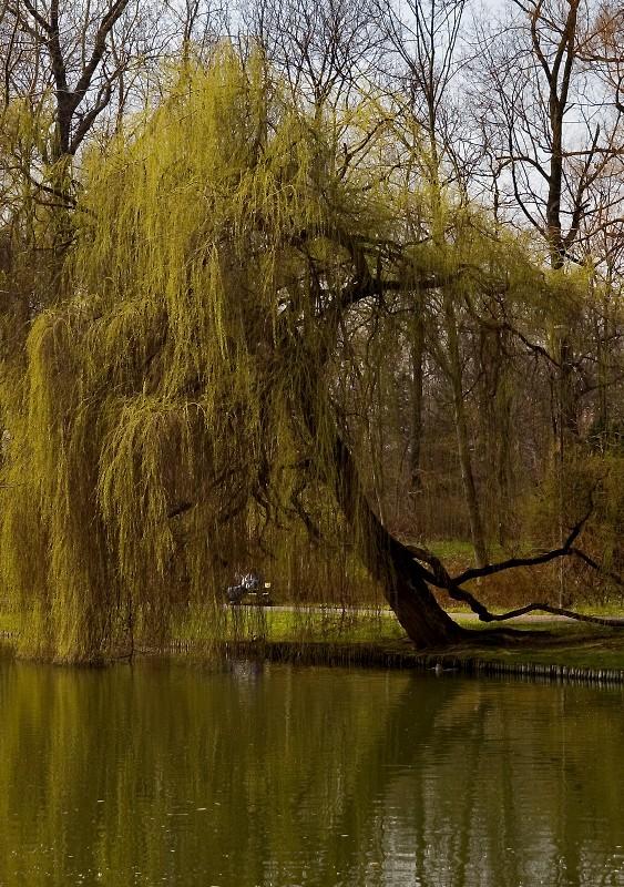 Weeping Willow