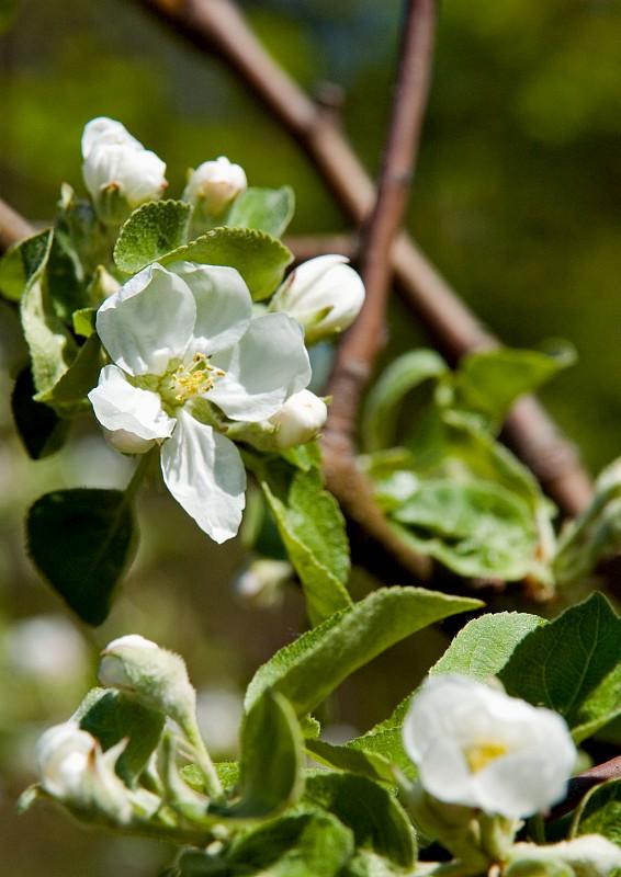Apple Blossom