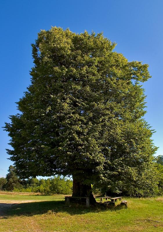 Linden Tree