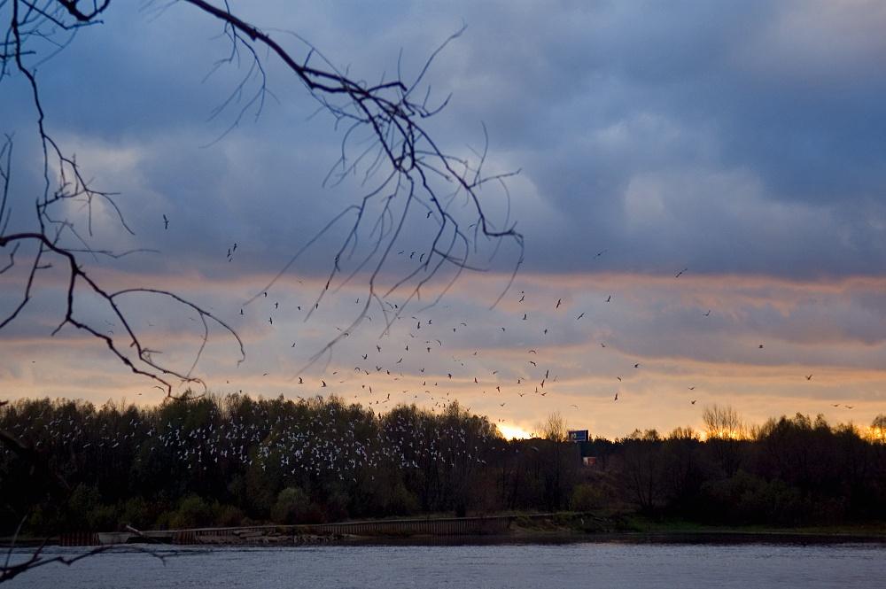 Sunset With Seagulls