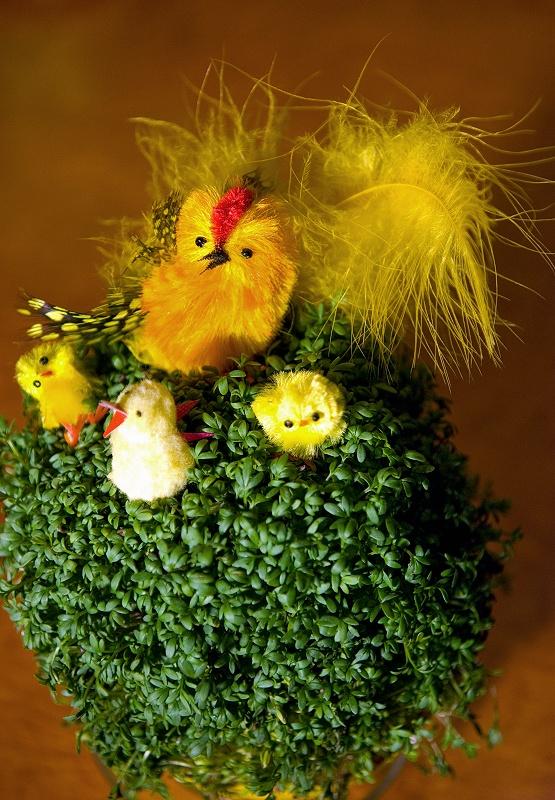 Chicks In Cress