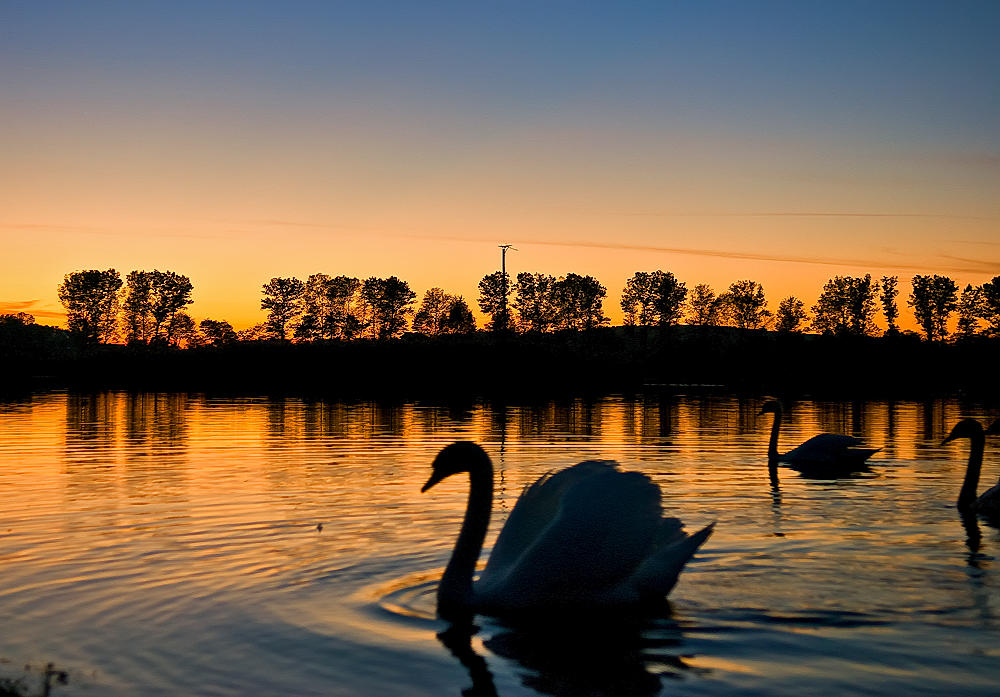 Evening Beauties