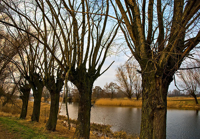 Willows Of Mazowsze