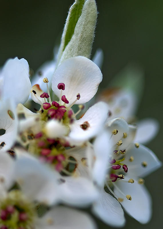 Weeping Pear