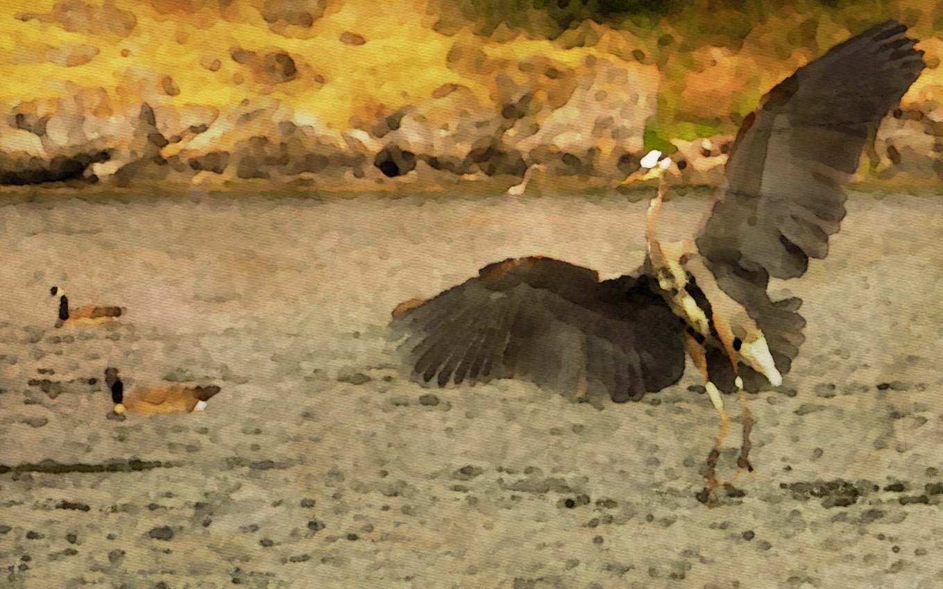 Heron Landing