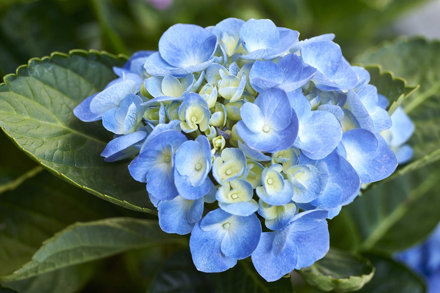 Hydrangea @f5.6 a7