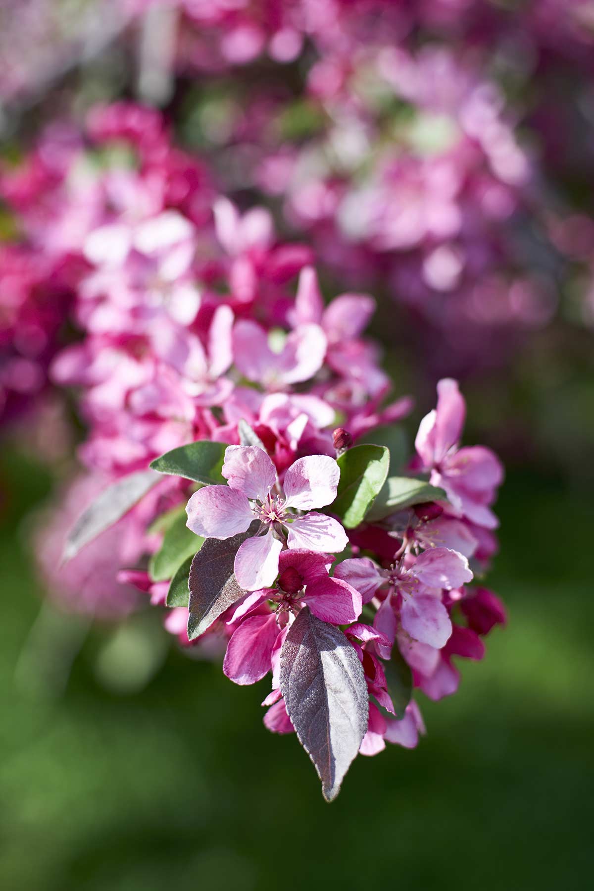 Crabapple @f2.8 a7R2