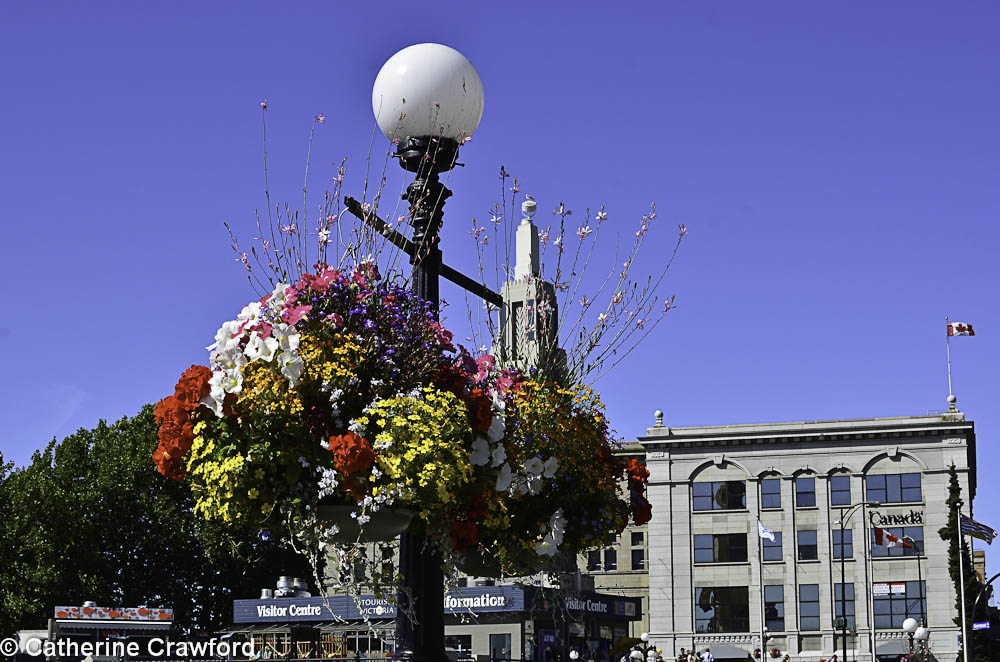 Hanging Baskets
