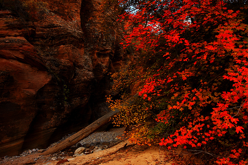 Autumn's Fireworks