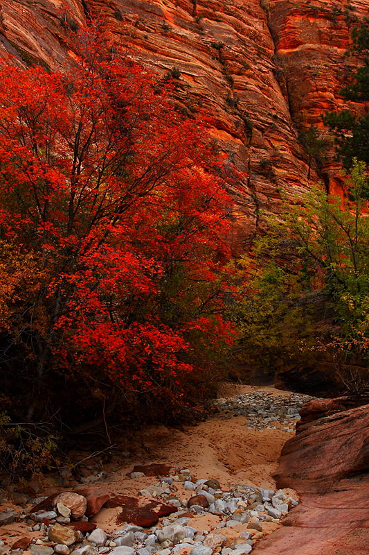 Red Rock and Tree