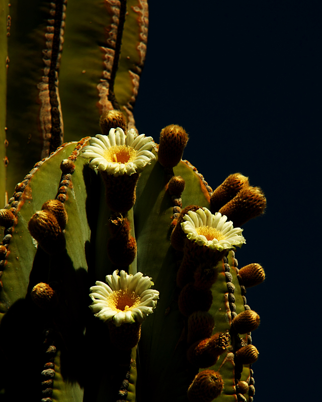 Cardon Cactus Spring