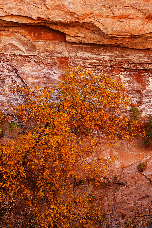 Red Rock Autumn