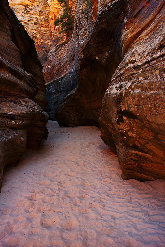 Coral Pink Light of the  Canyon