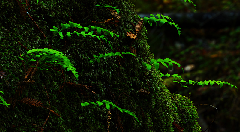 Green Beauty of the Forest