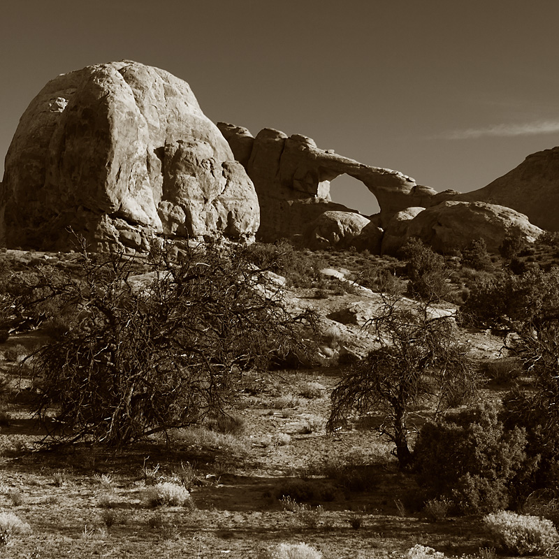 Desert's Lonely Beauty