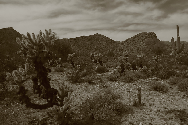 Cactus of the Sonoran Desert