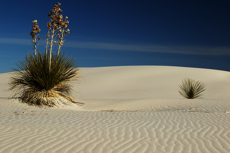 Lost in the White Sand (Color Version)