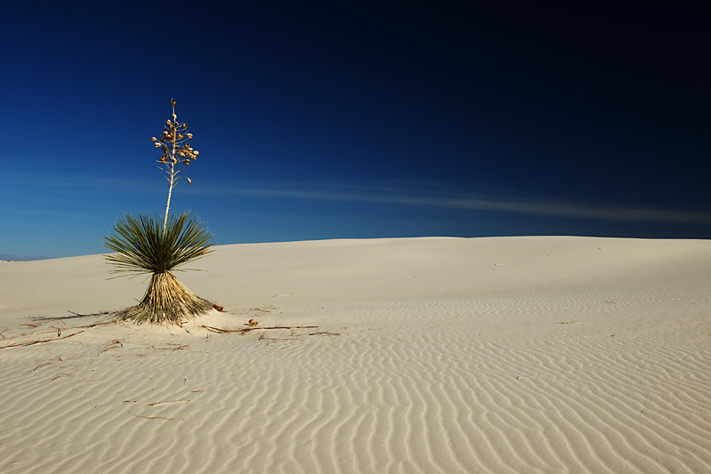 Desert Lonely