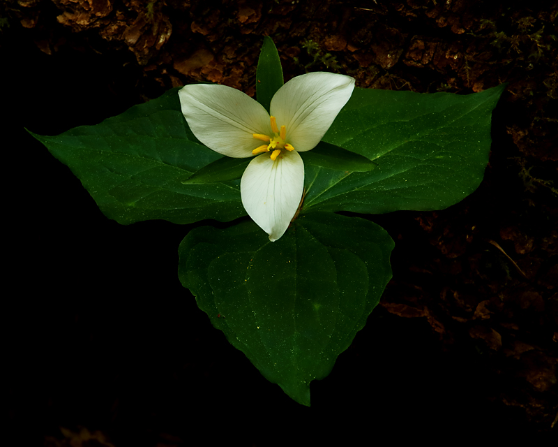 Trillium Beauty