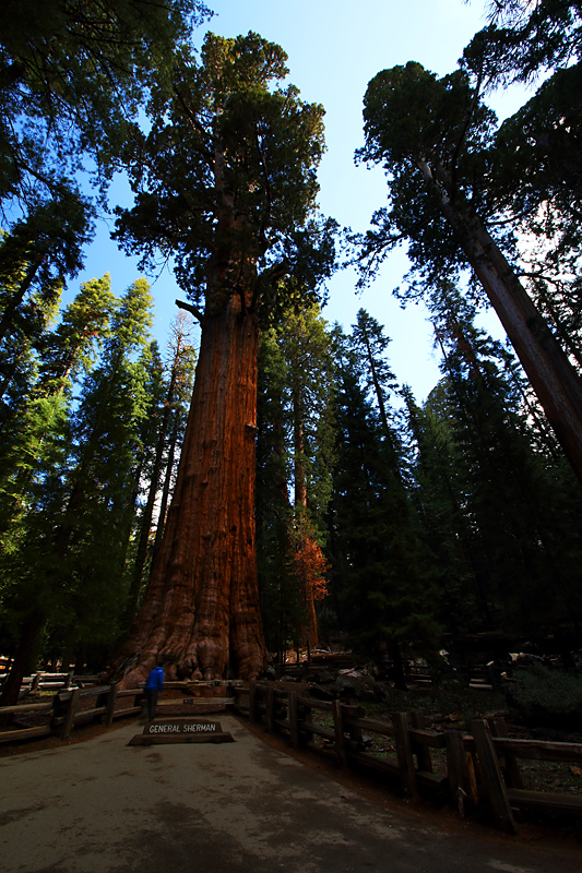 General Sherman Tree