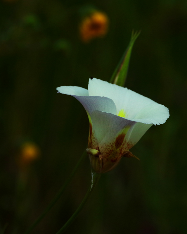 Mariposa Lily