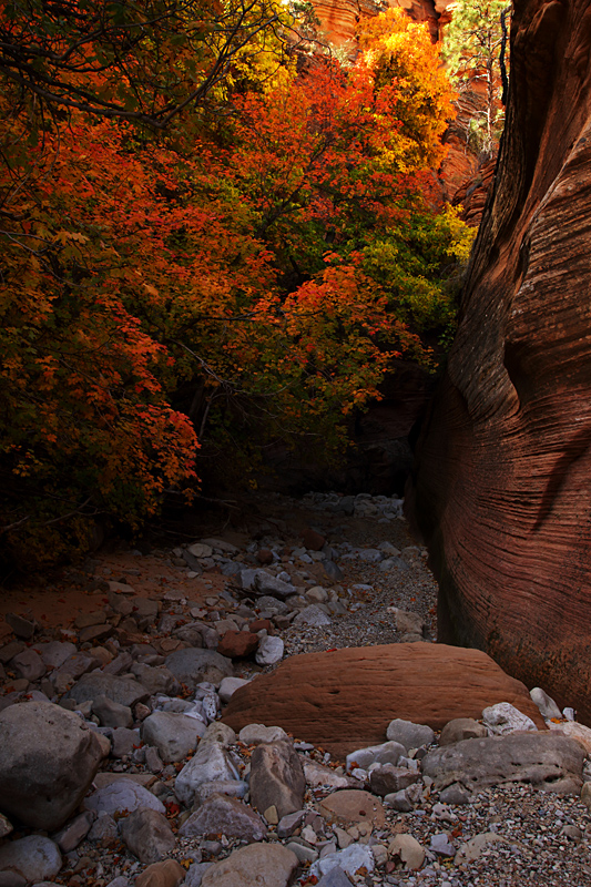 So Many Inviting Trails