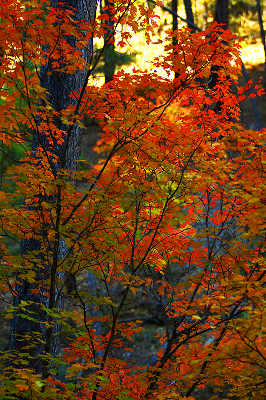 The Splendour of Autumn Color