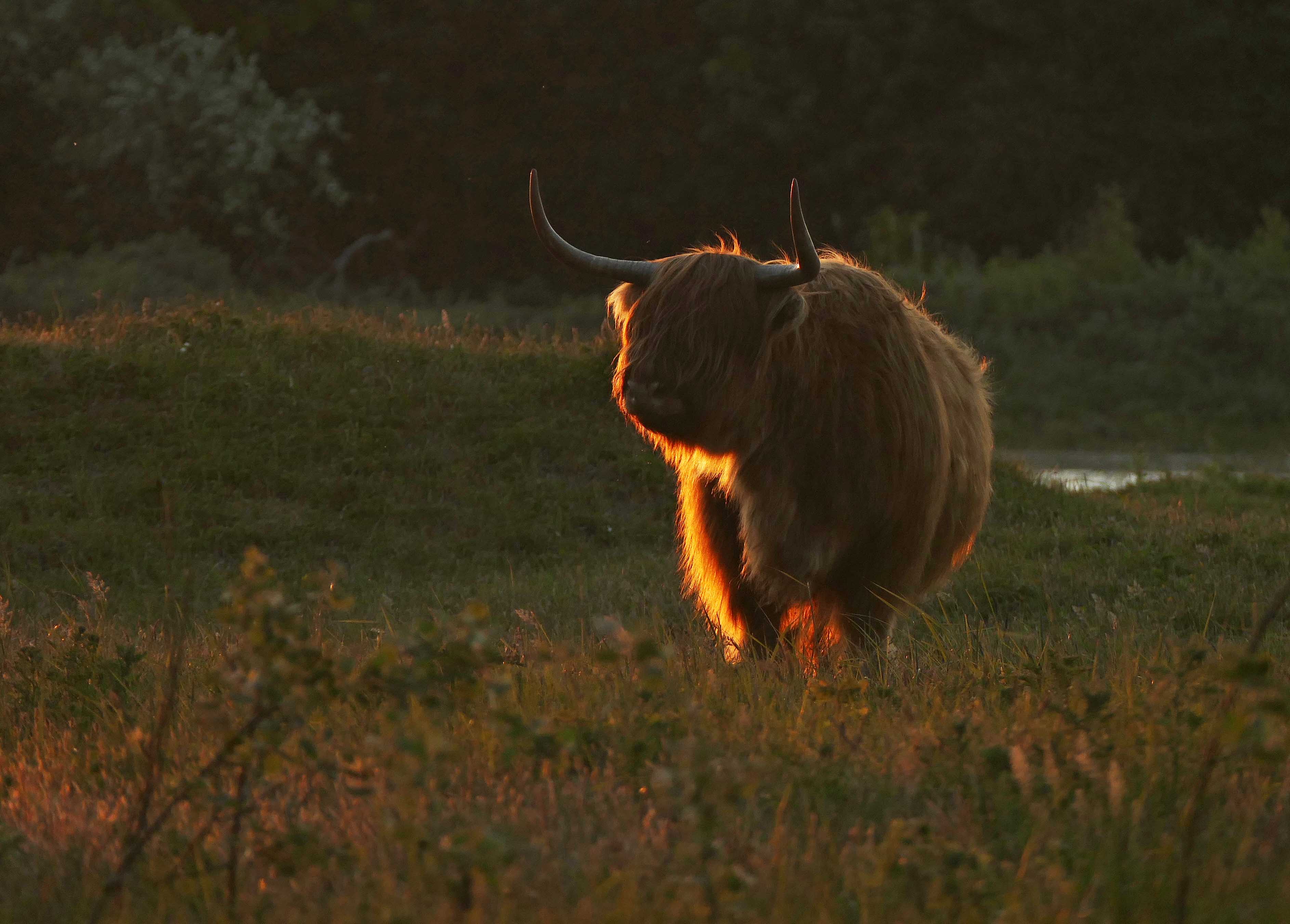 _Highland cattle