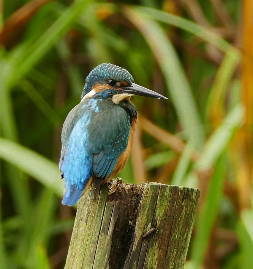 ijsvogel -kingfisher-Alcedo atthis
