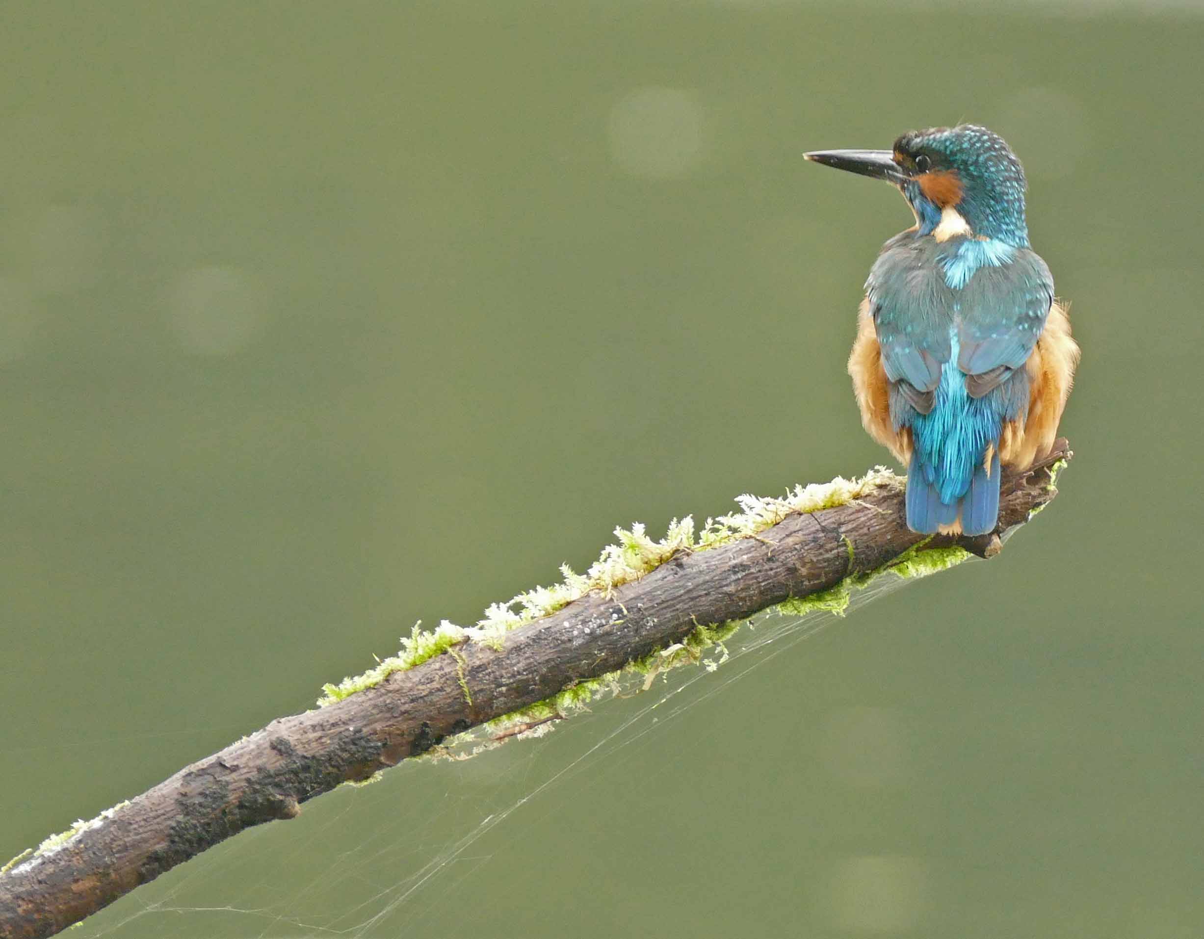 Kingfisher-IJsvogel-Alcedo atthis