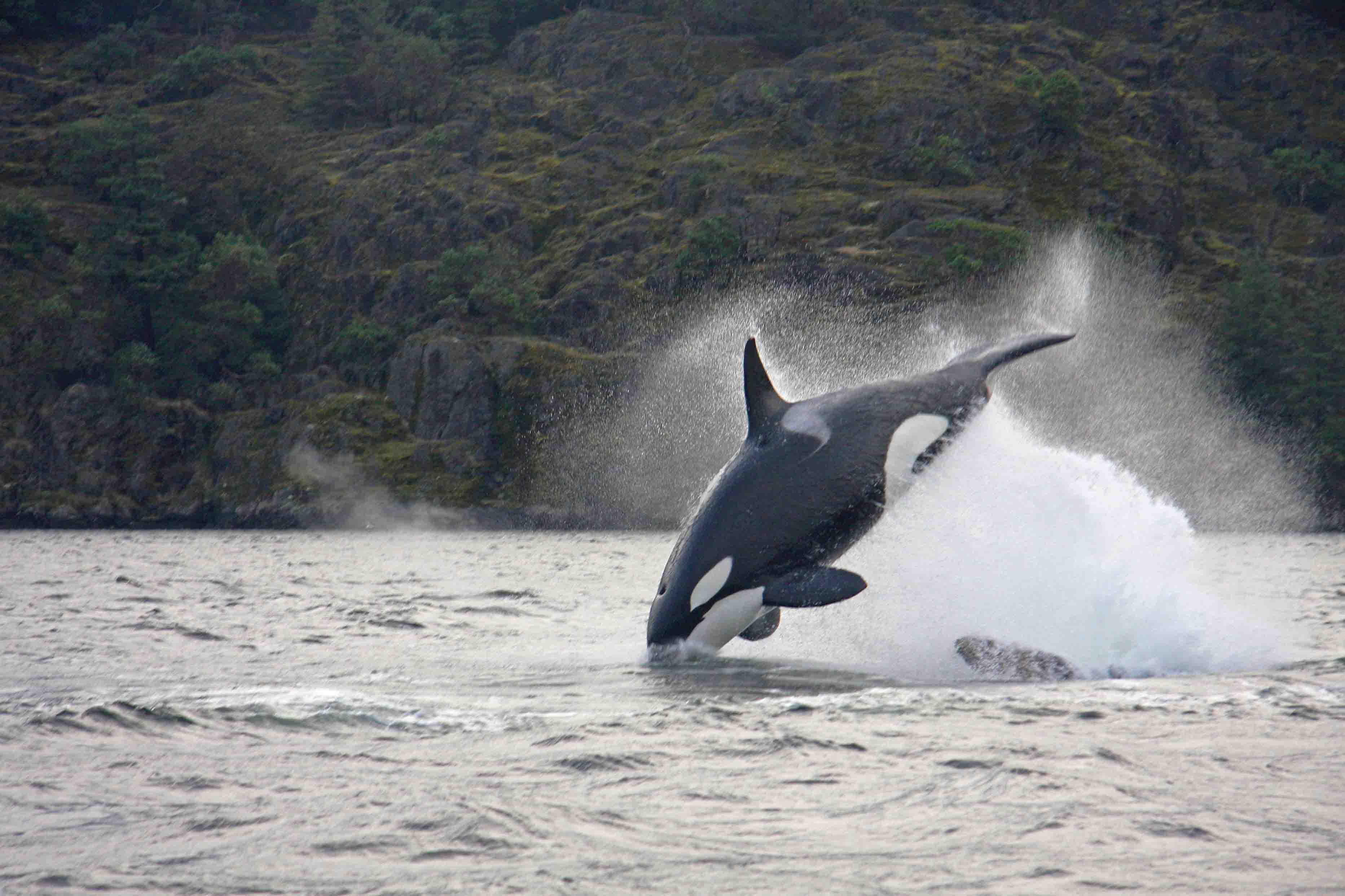 Orca tail-slapping on seal
