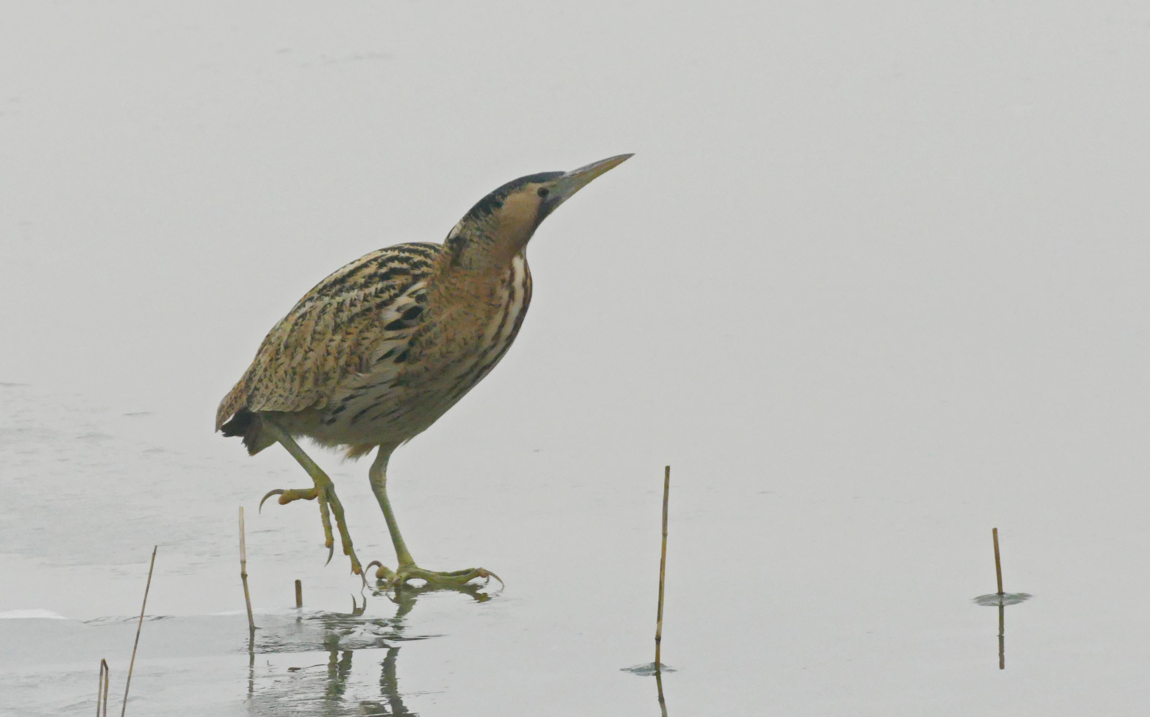 P1160653  roerdomp.jpg