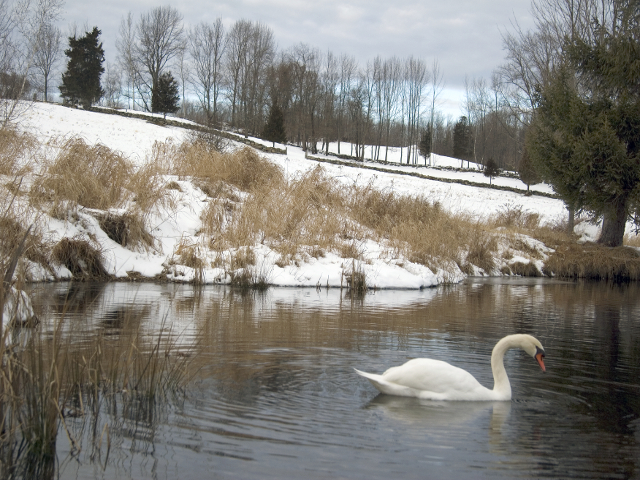 Winter Scenes
