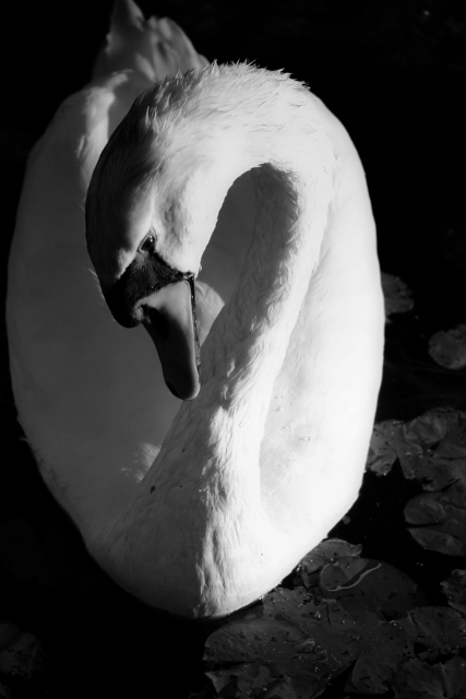 Black and White