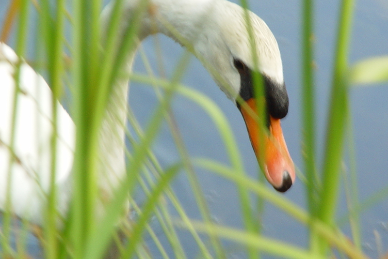  The Swan