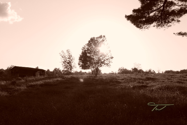  Sepia 
